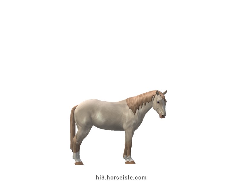 Small Belgian Riding Pony Linebacked Perlino Coat